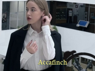 Accafinch