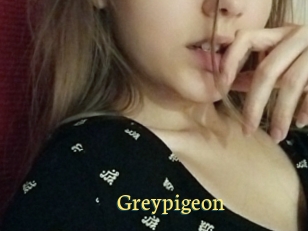 Greypigeon