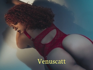 Venuscatt
